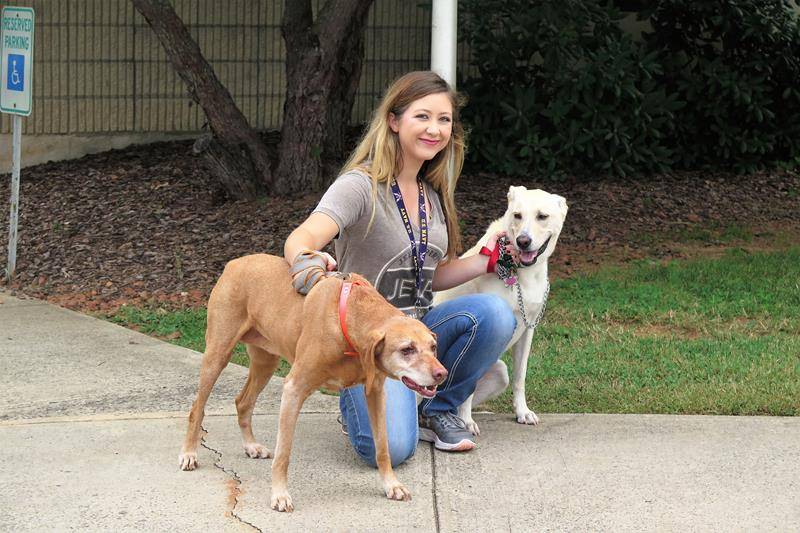Father Thomas Kessler, pastor of St. Philip the Apostle Church in Statesville, blesses the animals on Oct. 6. (Photo provided by Connie Ries)Father Thomas Kessler, pastor of St. Philip the Apostle Church in Statesville, blesses the animals on Oct. 6. (Pho