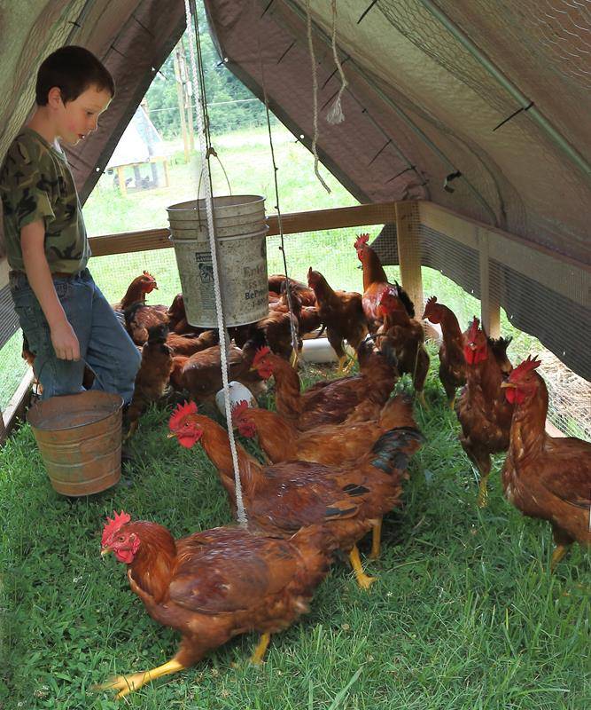 Feeding the chickens (Copy)