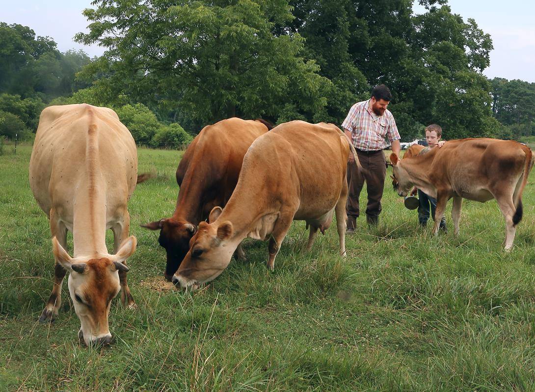 Feeding the cows (Copy)