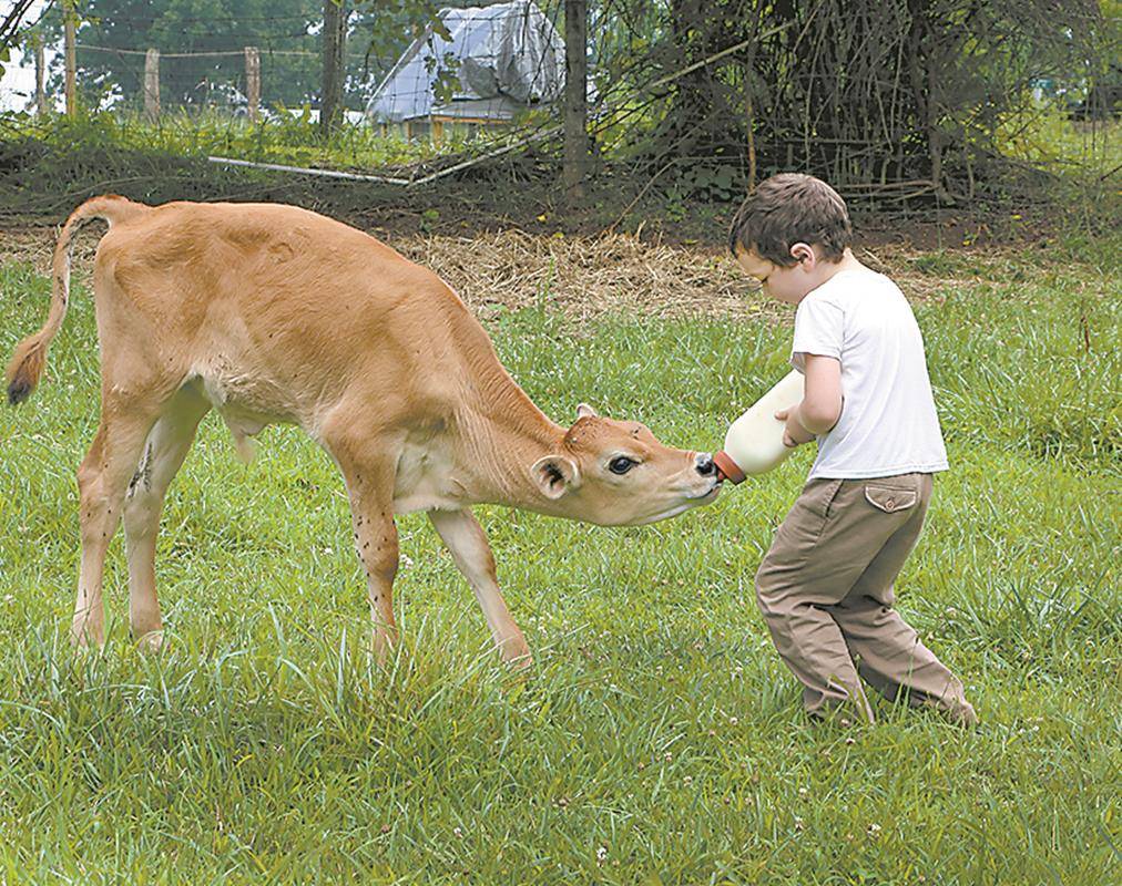 John feeding the calf (Copy)