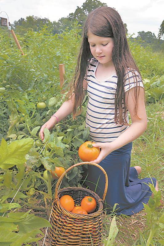 Margaret Mary picking tomatoes (Copy)