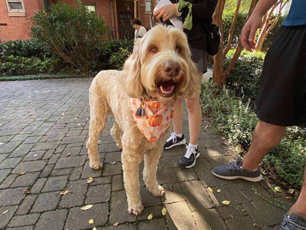 A dozen pets (plus one in spirit) gathered in the garden of St. Peter Church in uptown Charlotte for the annual Blessing of the Animals Sept. 30.
