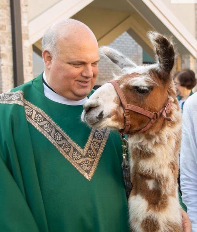 To honor a visit from Peruvian priest Father Filipe Fidero, Monsignor Marcaccio arranged for an alpaca, native to Peru, to greet him and St. Pius X parishioners. The parish supports Father Filipe’s ministry to educate priests in his home country.