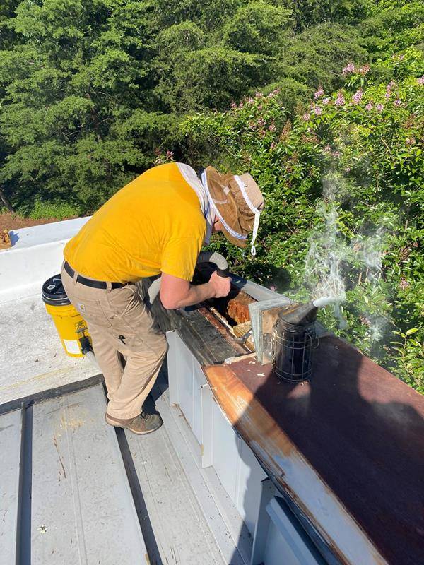 Bee-Removal-scaled (Copy)