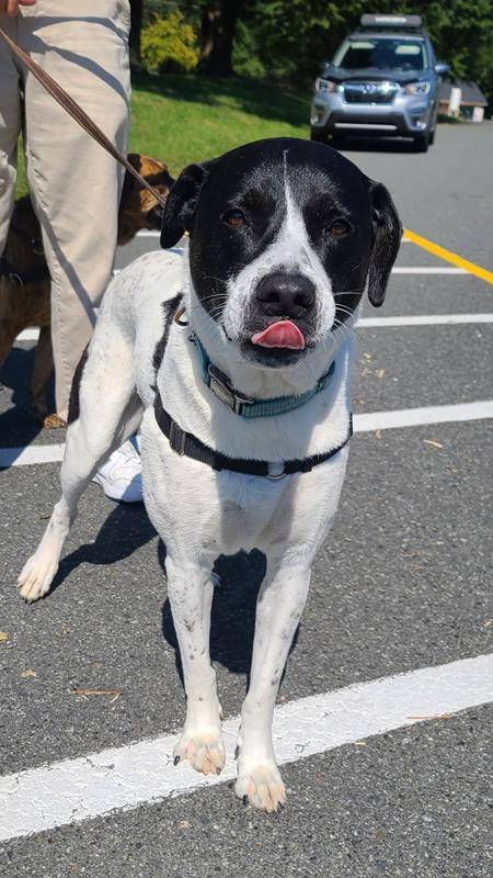 A pet blessing was held at St. James the Greater in Concord.