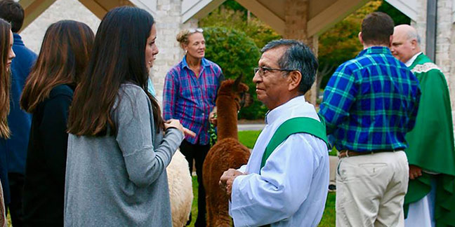 110918 llamas
