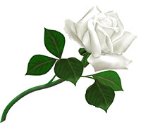 111921 White Rose Witness
