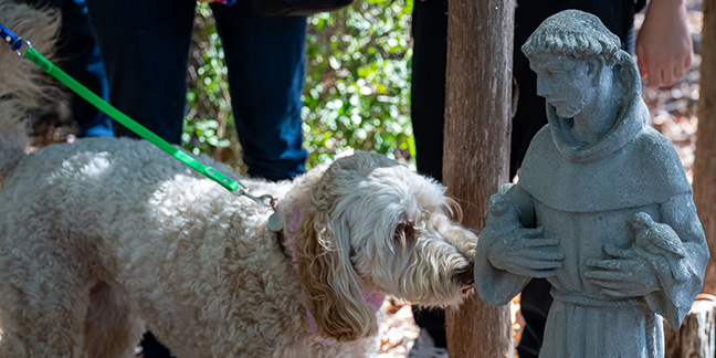A blessing for our beloved animals