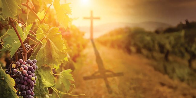  Tending the Vineyard