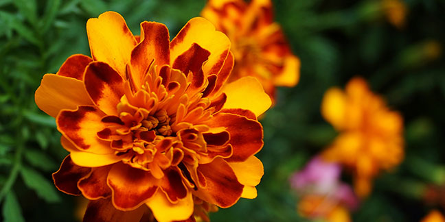 031122 marigold