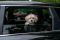 ST_MET_PET _0247 (Copy)