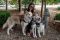 ST_MET_PET _0493 (Copy)